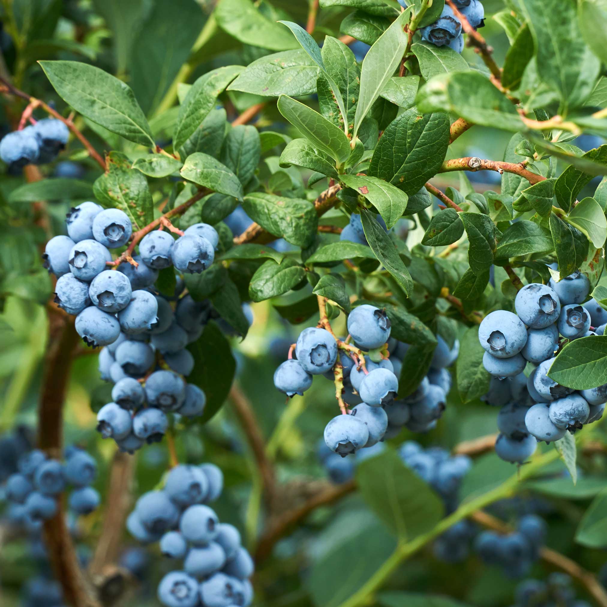 Duke Blueberry - Cheeky Garden
