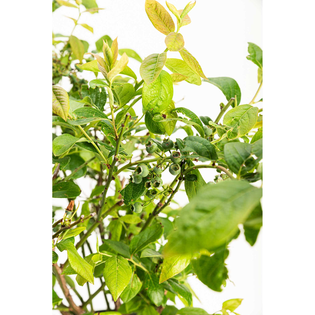 Duke Blueberry - Cheeky Garden