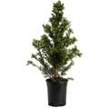 Dwarf Alberta Spruce - Cheeky Garden