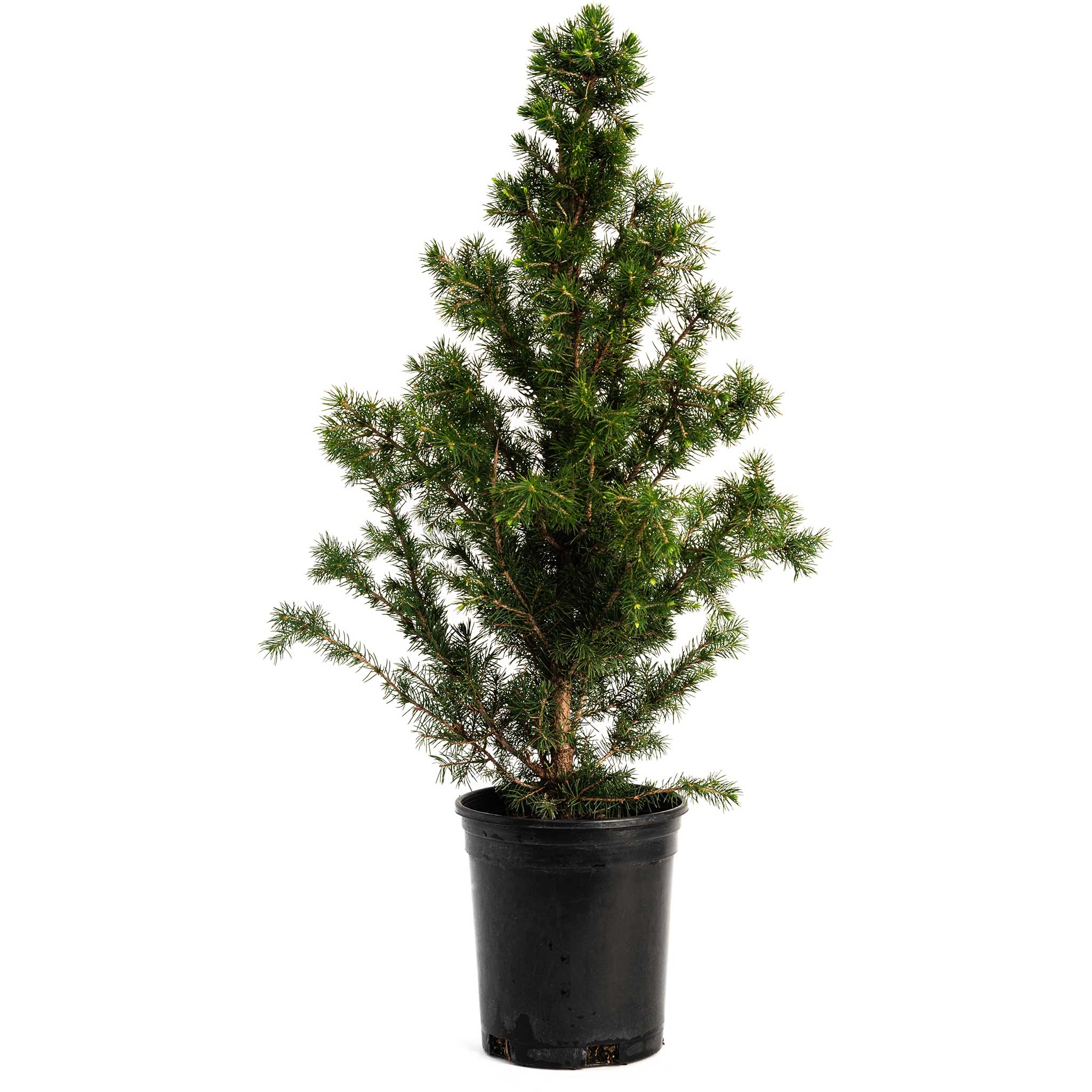 Dwarf Alberta Spruce - Cheeky Garden