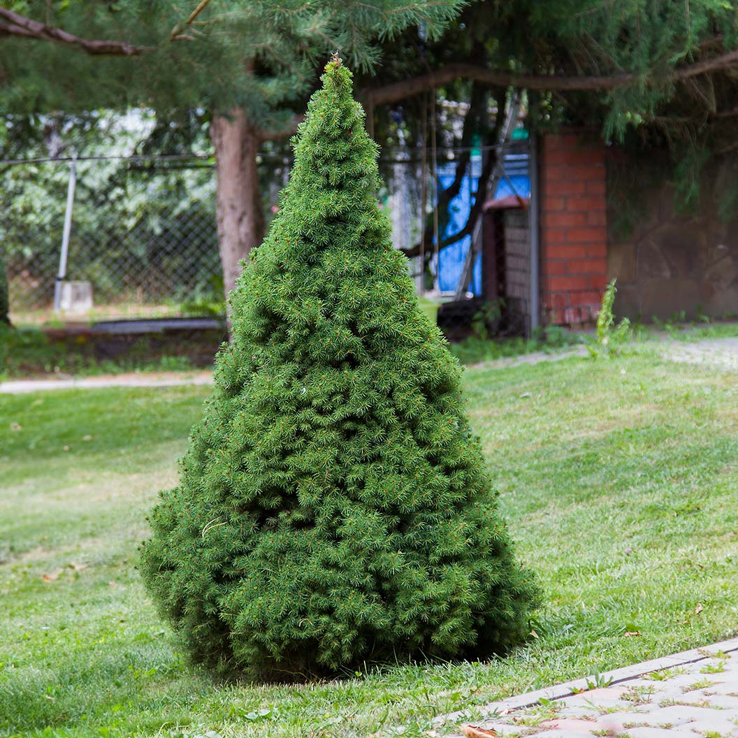 Dwarf Alberta Spruce - Cheeky Garden