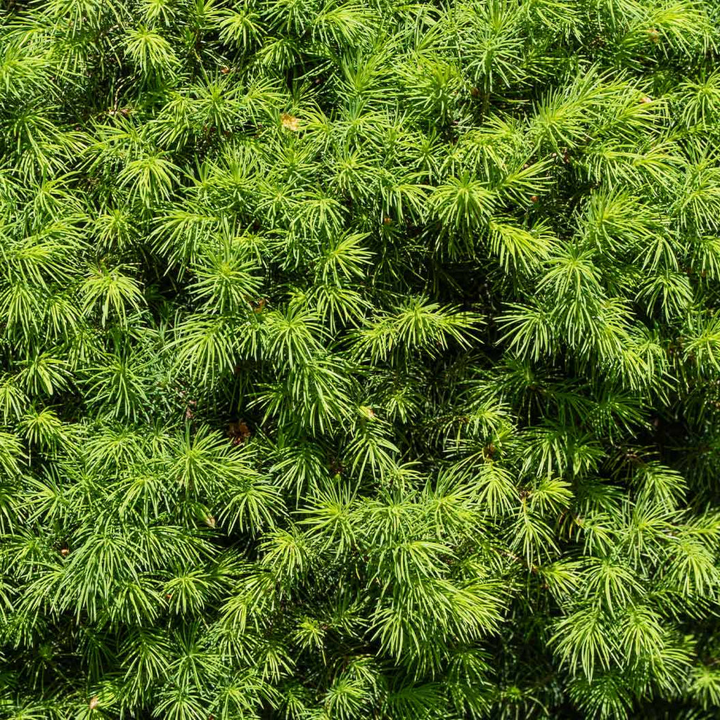 Dwarf Alberta Spruce - Cheeky Garden
