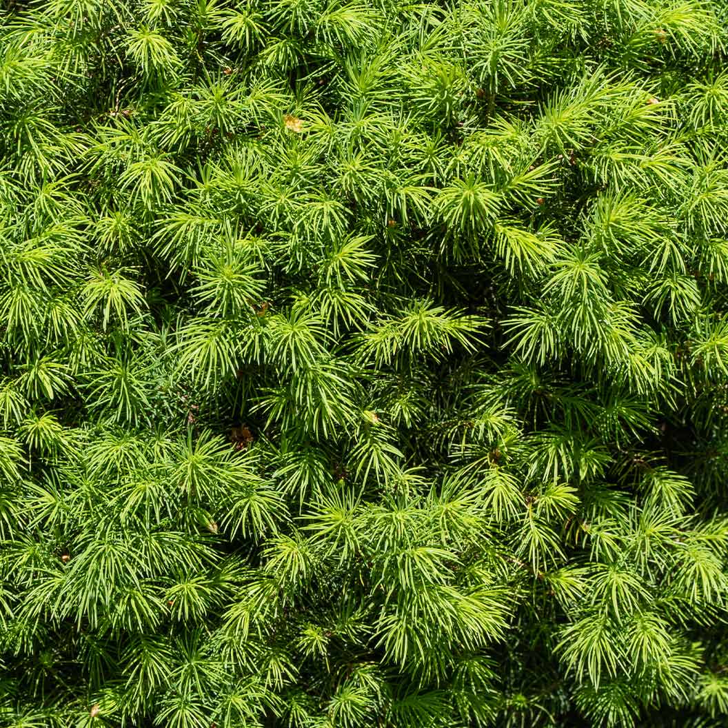Dwarf Alberta Spruce - Cheeky Garden