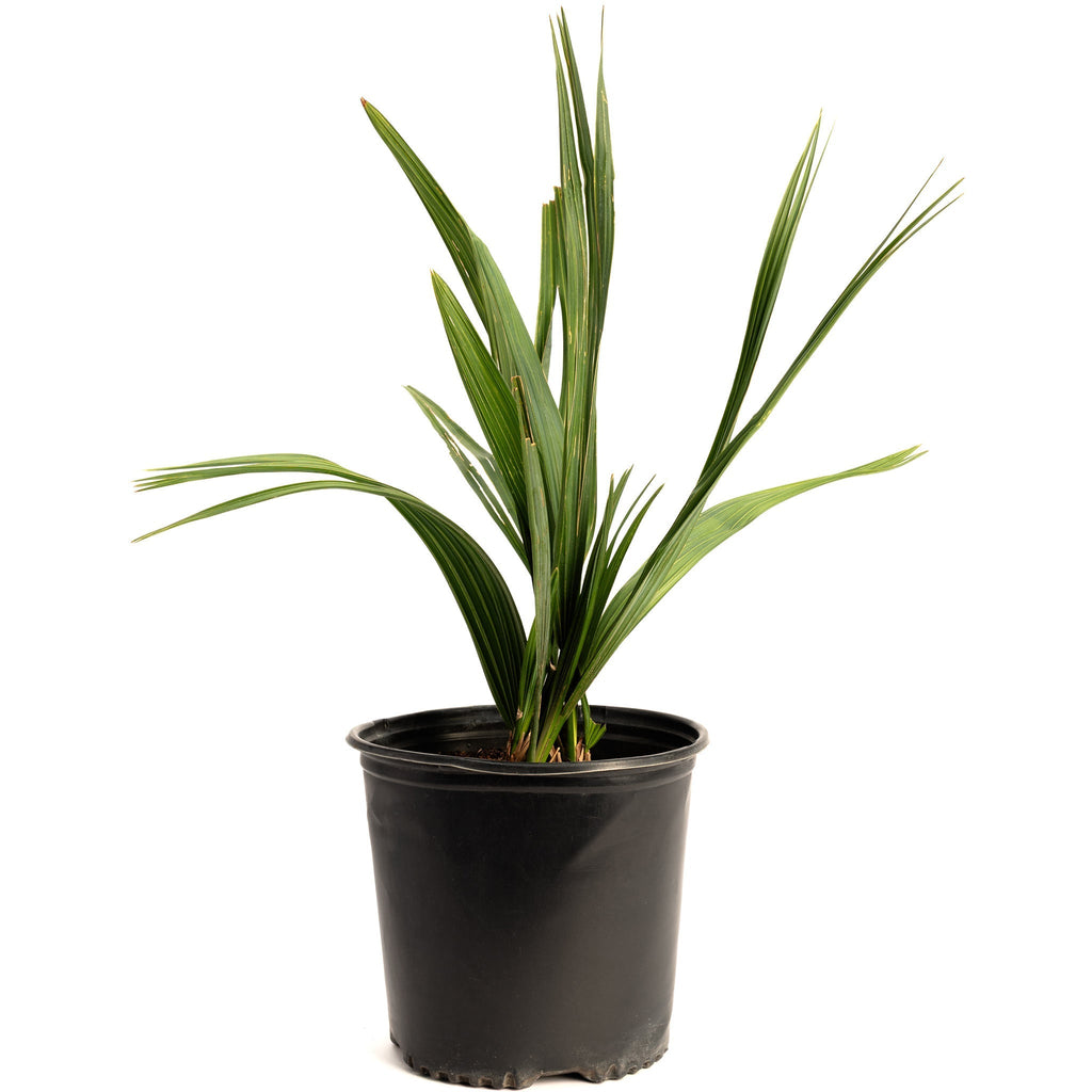 Dwarf Palmetto Tree - Cheeky Garden