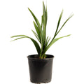 Dwarf Palmetto Tree - Cheeky Garden