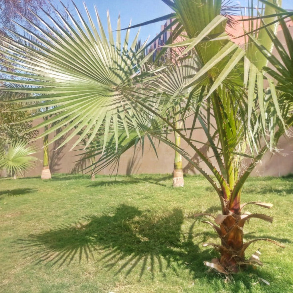 Dwarf Palmetto Tree - Cheeky Garden