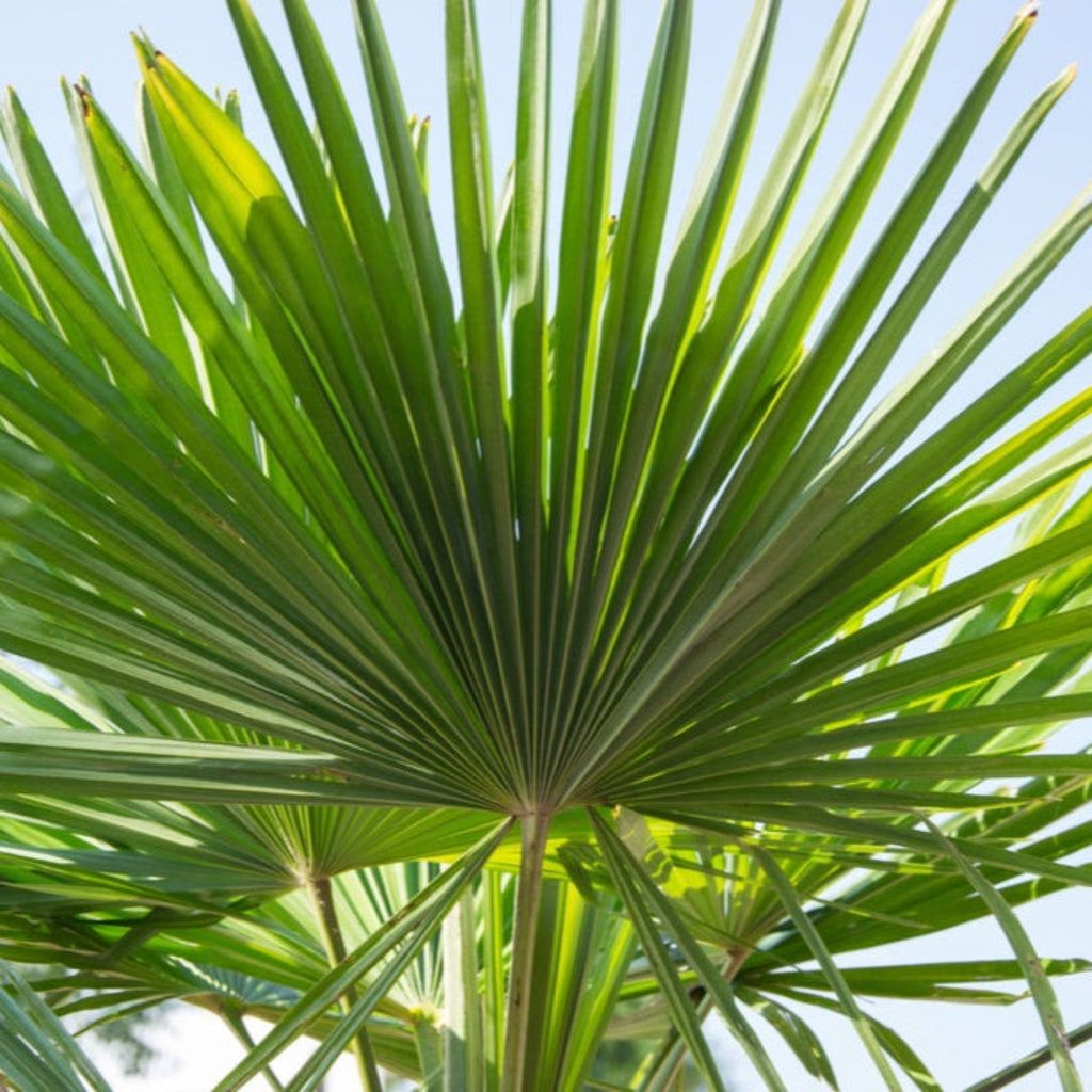 Dwarf Palmetto Tree - Cheeky Garden