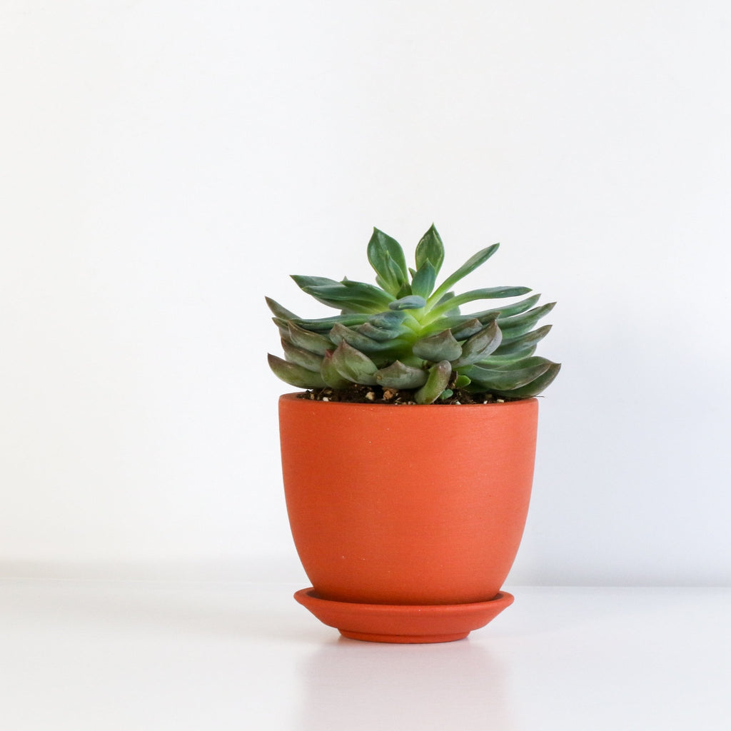 Echeveria ‘Mystery’ Pink Edge Succulent - Cheeky Garden