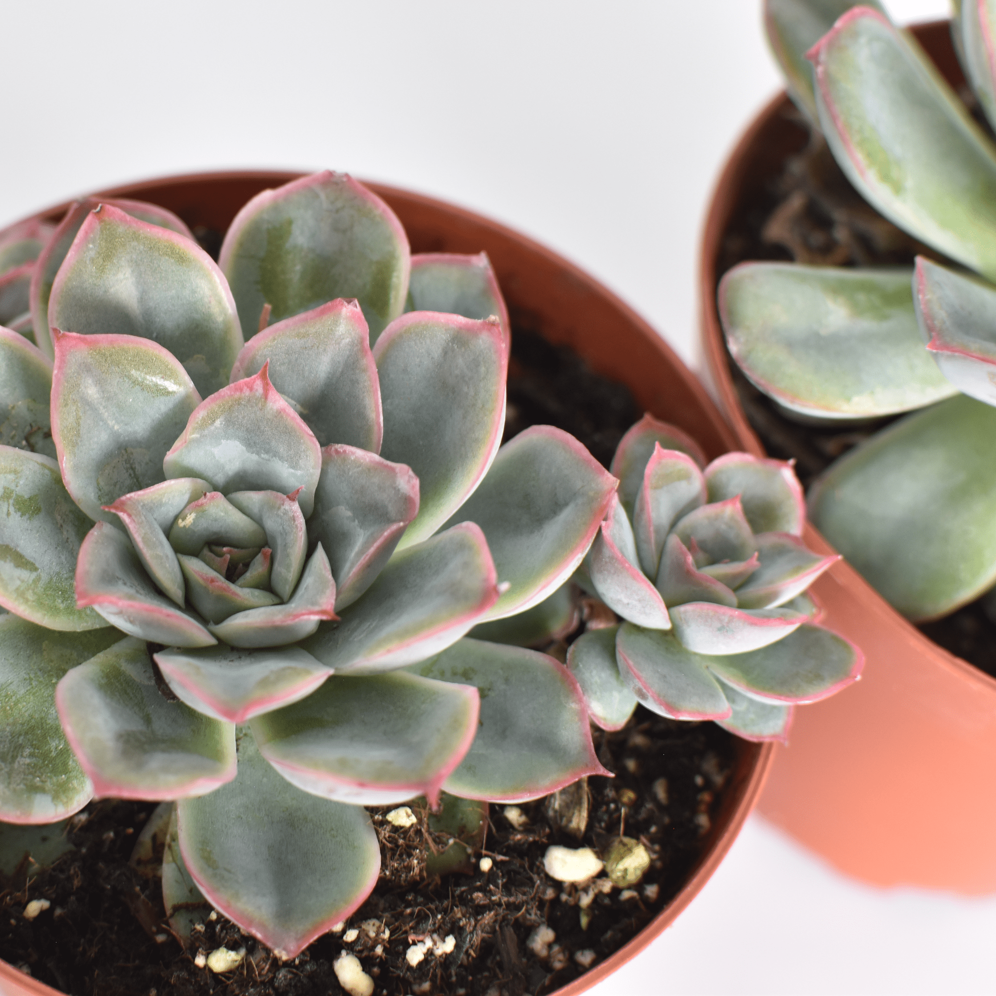 Echeveria ‘Mystery’ Pink Edge Succulent - Cheeky Garden