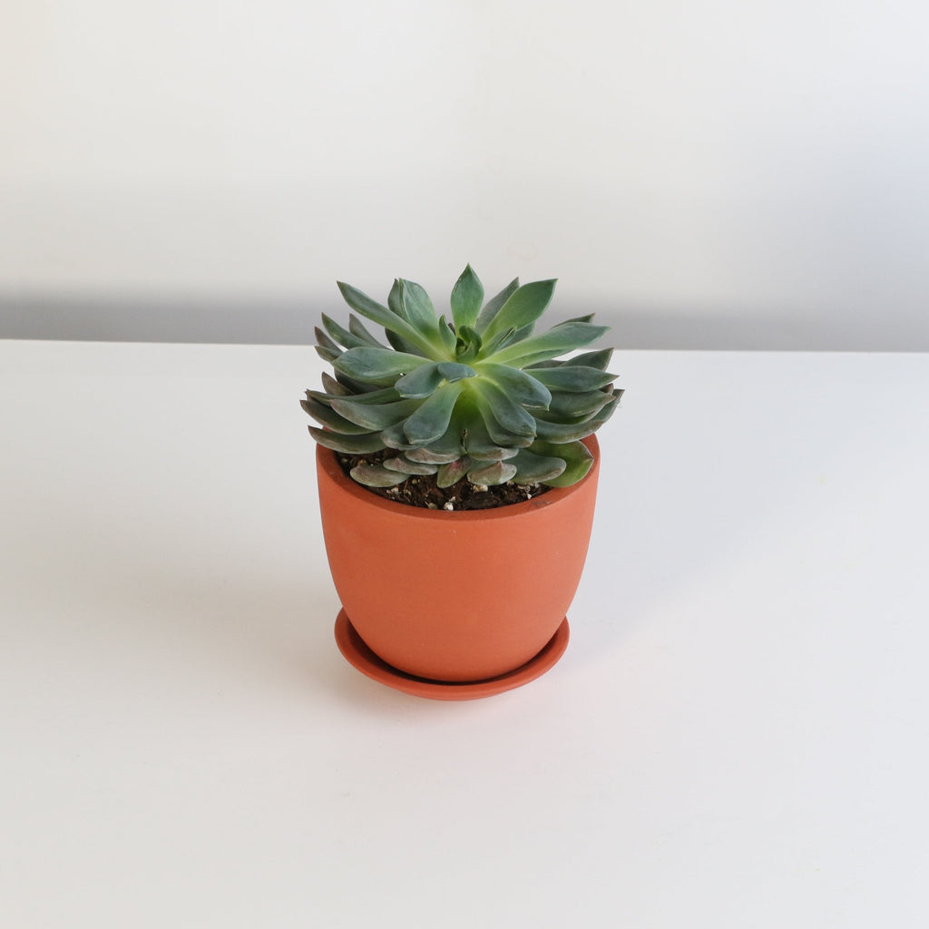 Echeveria ‘Mystery’ Pink Edge Succulent - Cheeky Garden