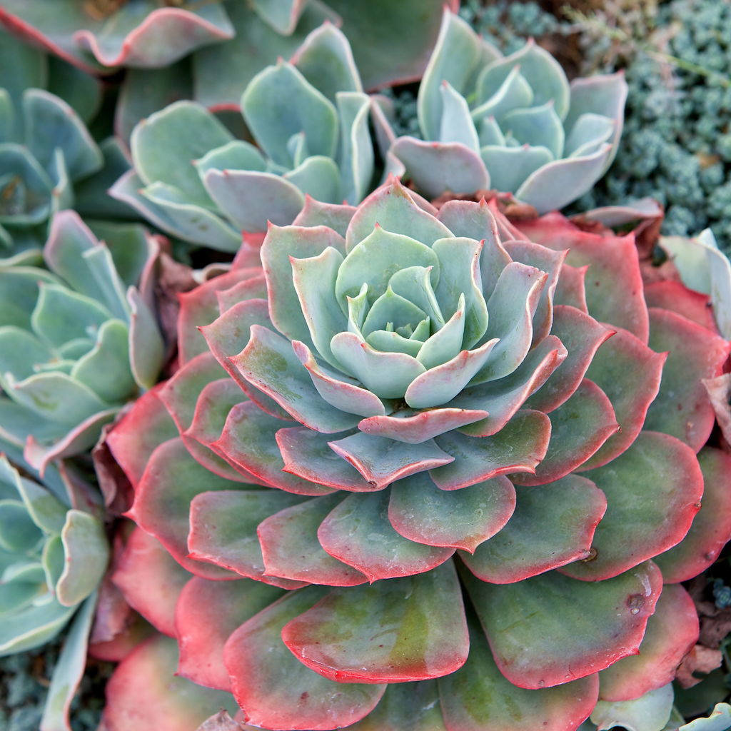 Echeveria ‘Mystery’ Pink Edge Succulent - Cheeky Garden