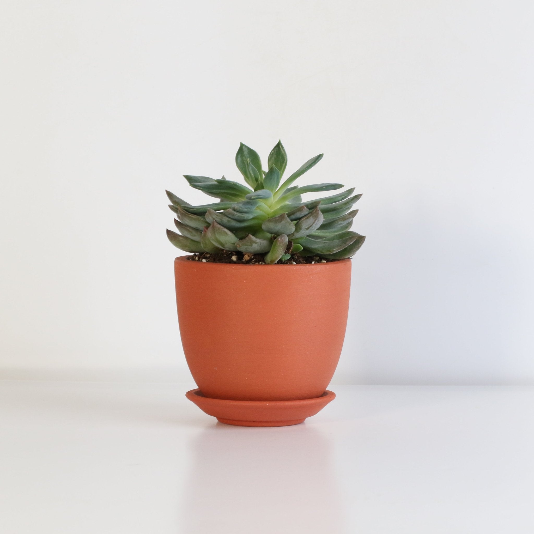 Echeveria ‘Mystery’ Pink Edge Succulent - Cheeky Garden