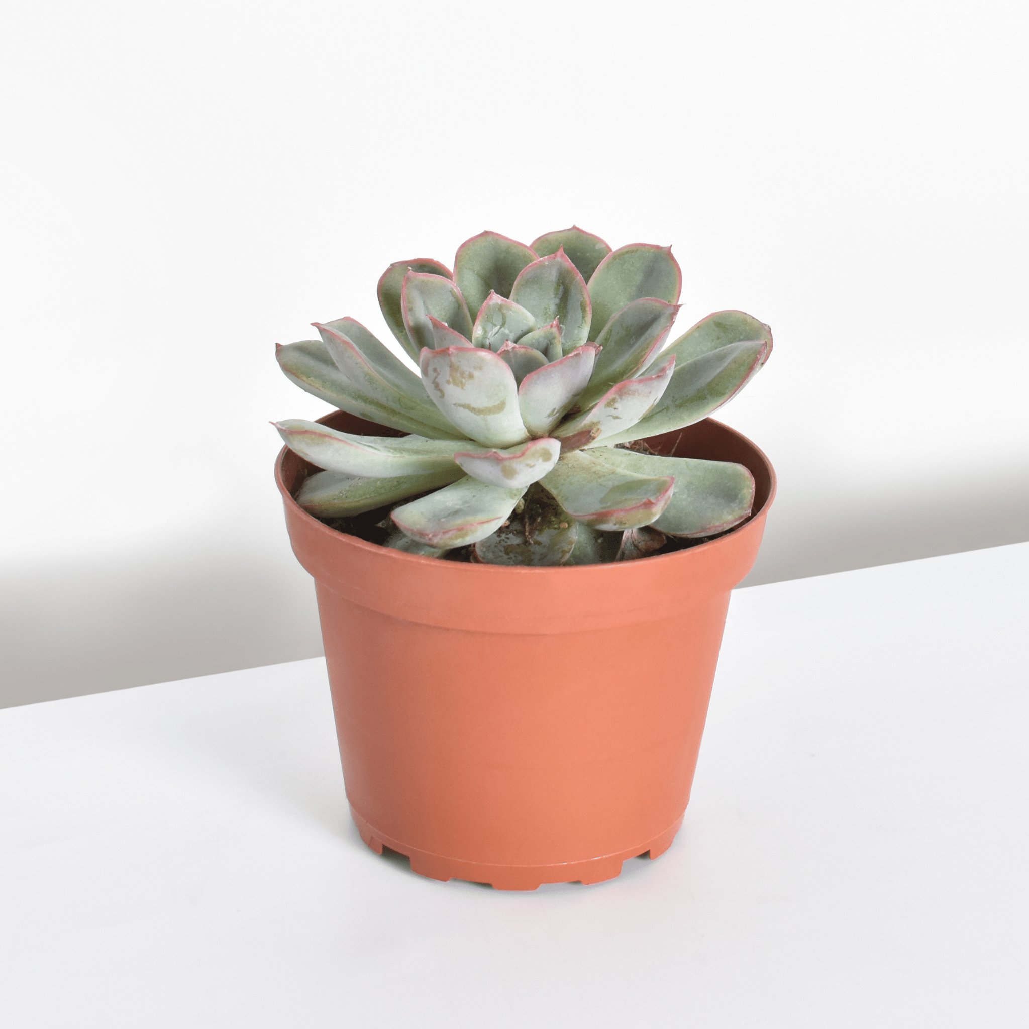 Echeveria ‘Mystery’ Pink Edge Succulent - Cheeky Garden