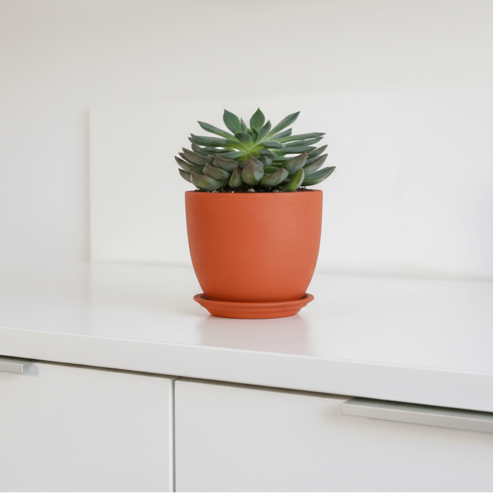 Echeveria ‘Mystery’ Pink Edge Succulent - Cheeky Garden