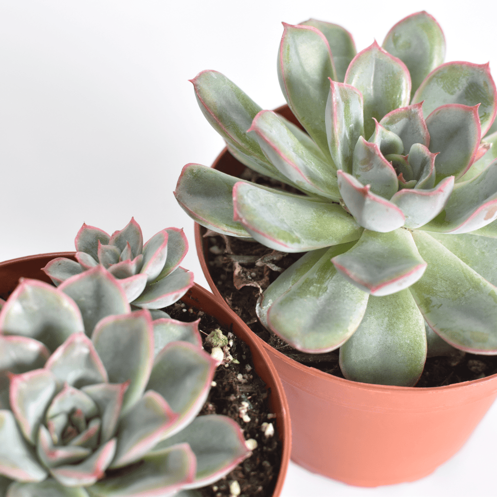 Echeveria ‘Mystery’ Pink Edge Succulent - Cheeky Garden