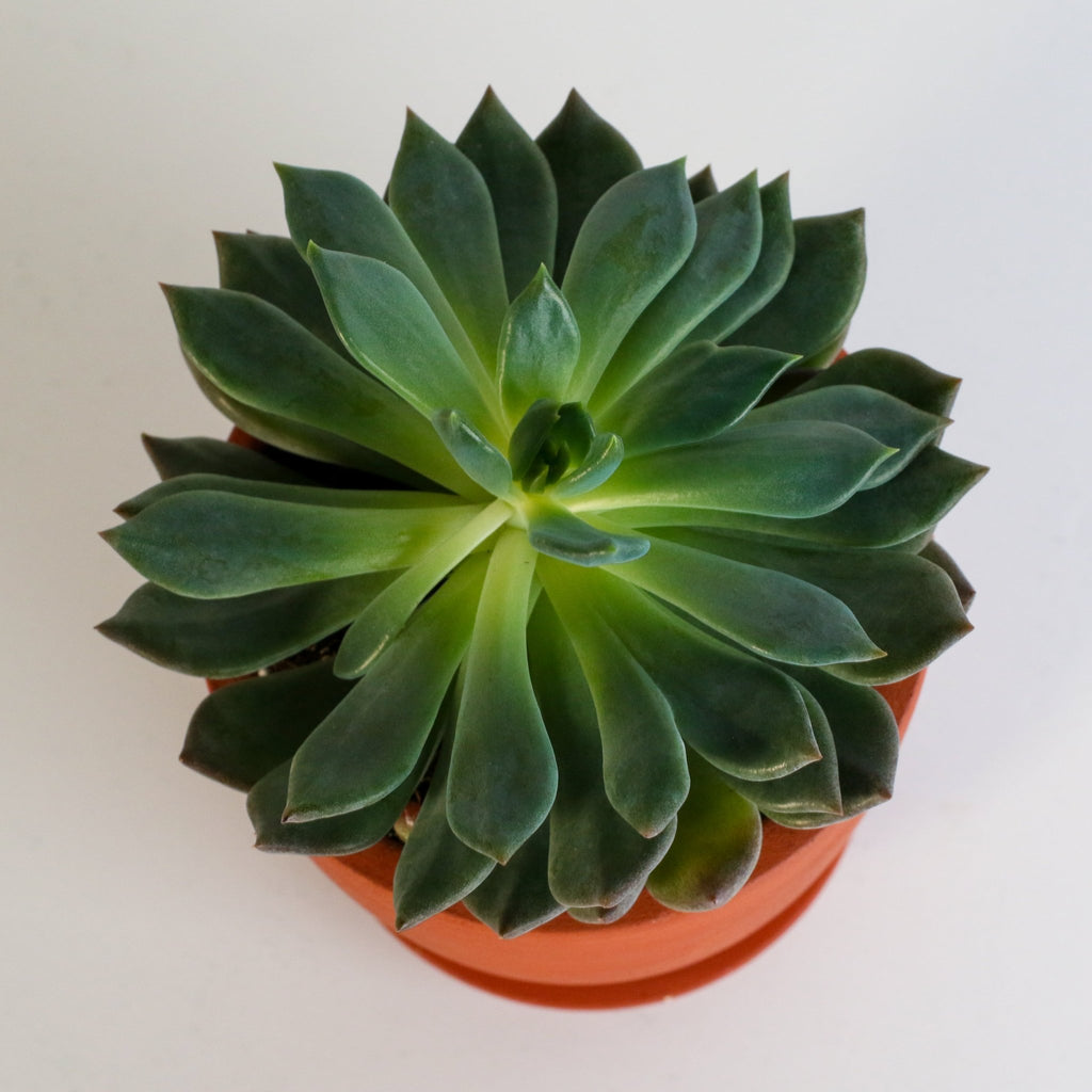Echeveria ‘Mystery’ Pink Edge Succulent - Cheeky Garden