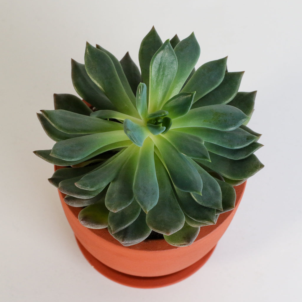 Echeveria ‘Mystery’ Pink Edge Succulent - Cheeky Garden