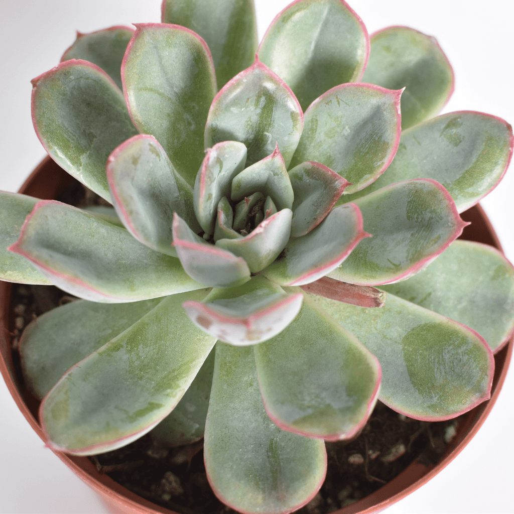 Echeveria ‘Mystery’ Pink Edge Succulent - Cheeky Garden
