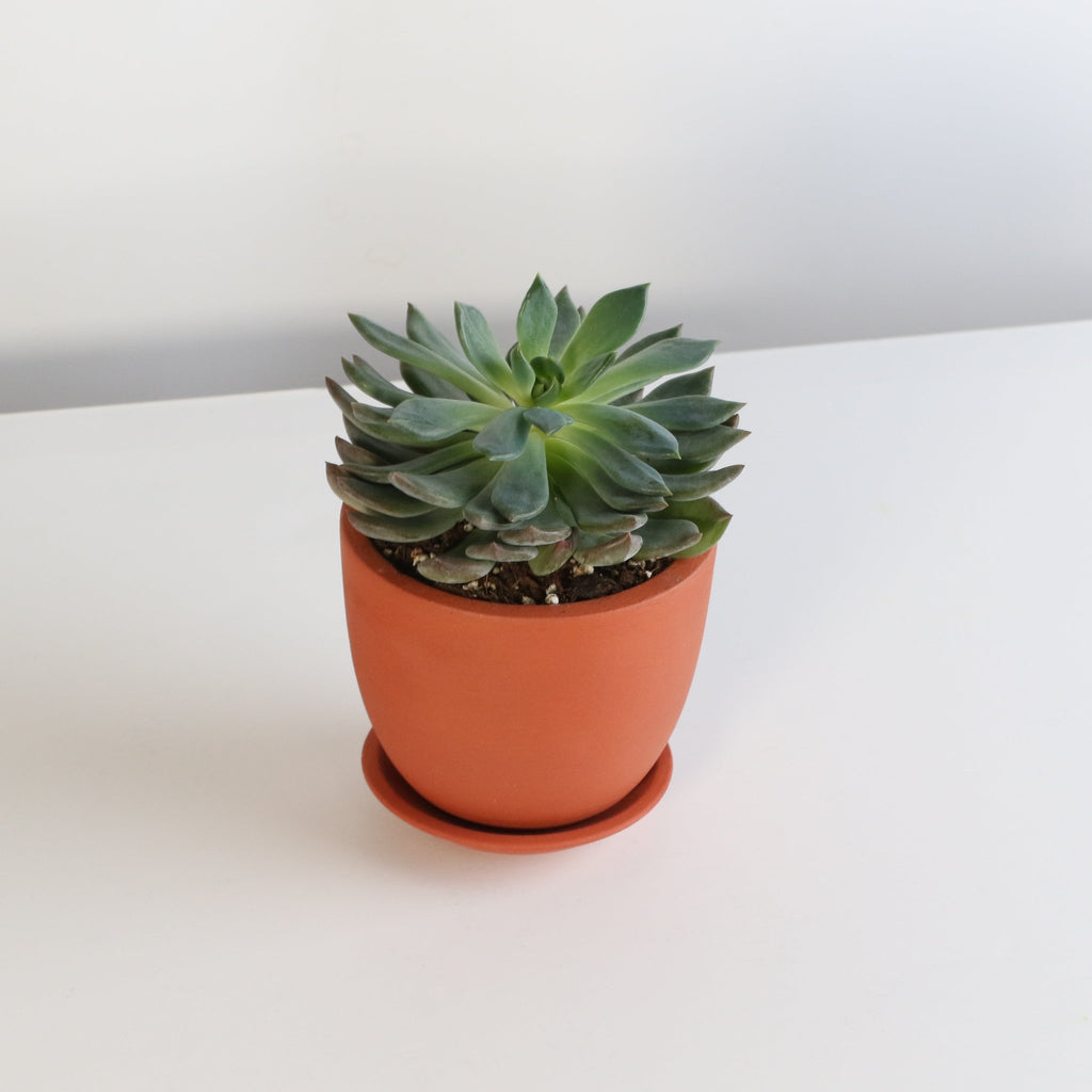 Echeveria ‘Mystery’ Pink Edge Succulent - Cheeky Garden
