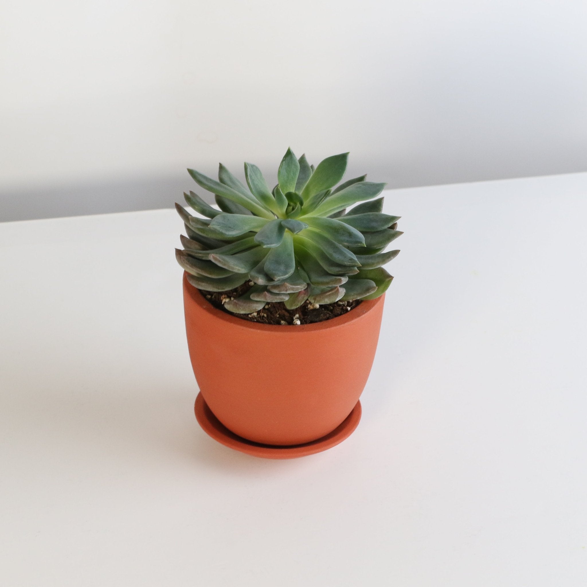 Echeveria ‘Mystery’ Pink Edge Succulent - Cheeky Garden