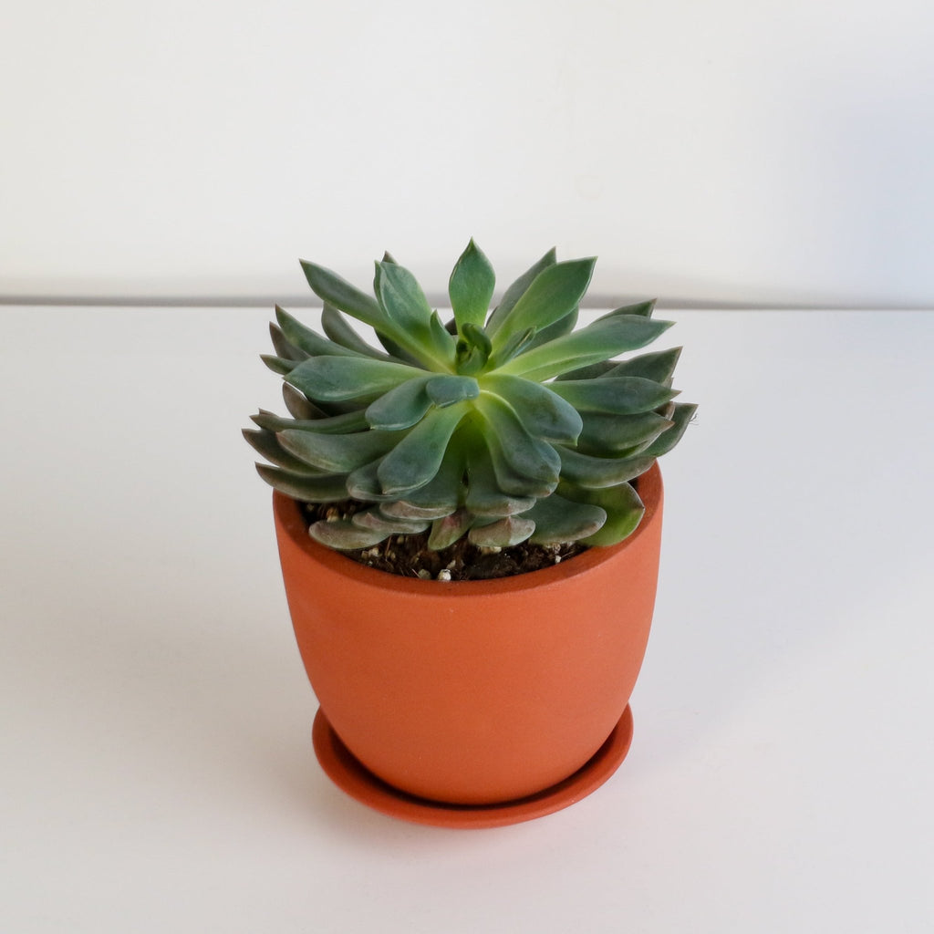Echeveria ‘Mystery’ Pink Edge Succulent - Cheeky Garden