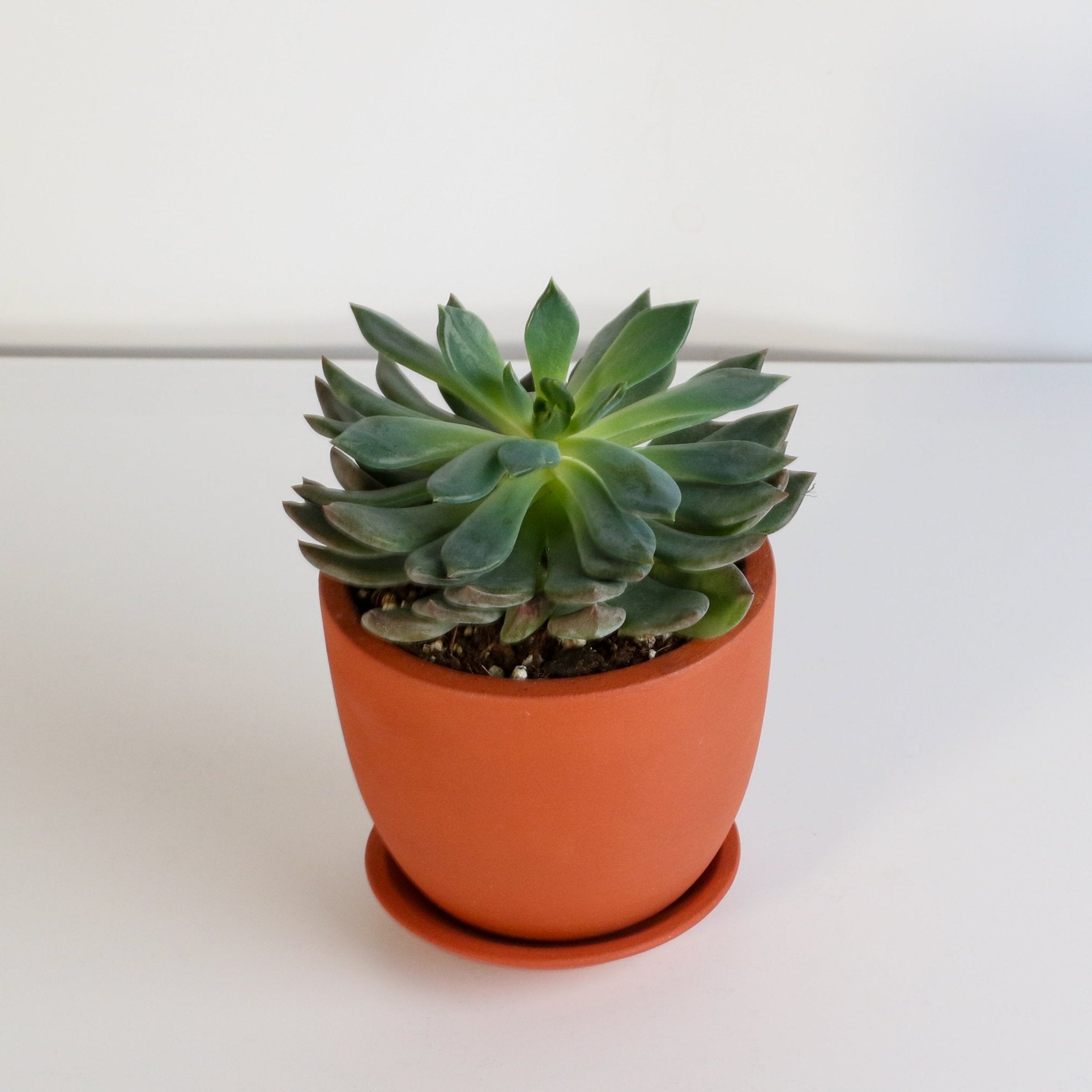 Echeveria ‘Mystery’ Pink Edge Succulent - Cheeky Garden