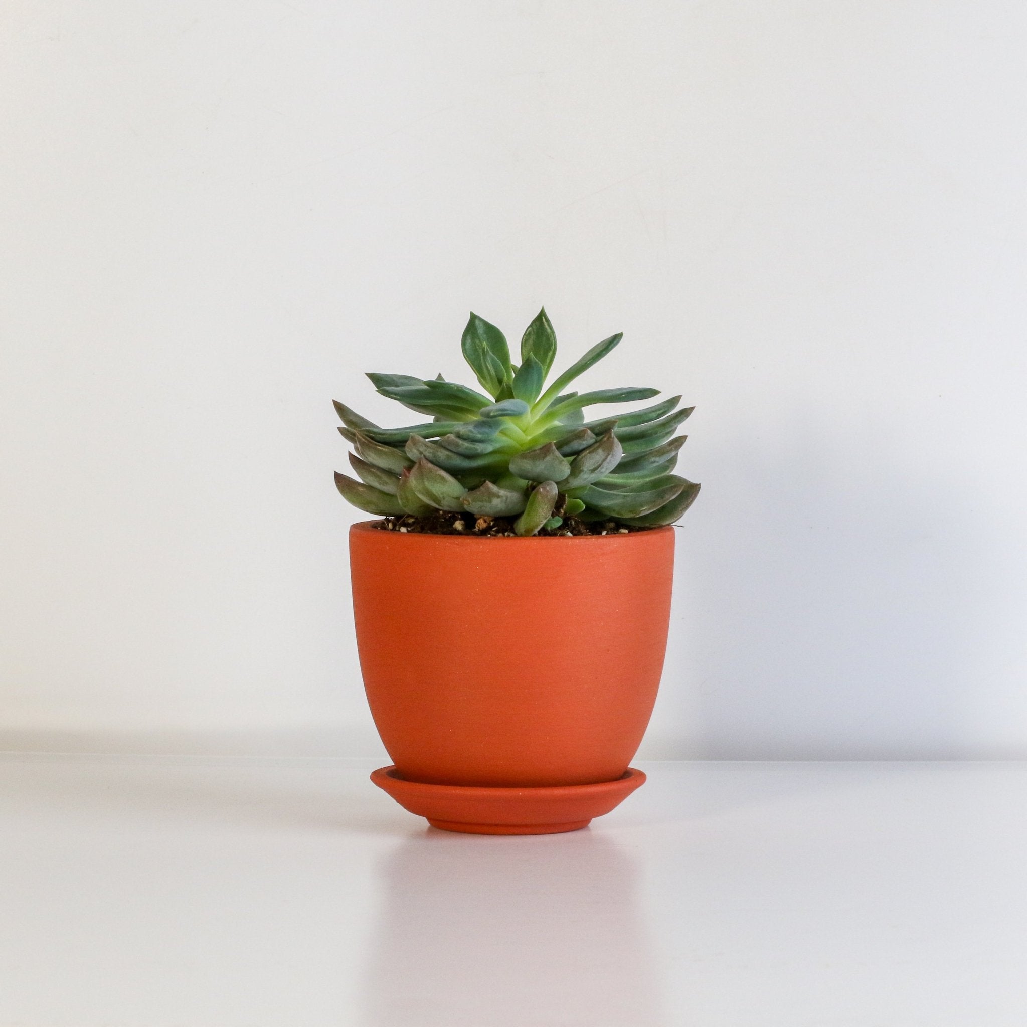Echeveria ‘Mystery’ Pink Edge Succulent - Cheeky Garden