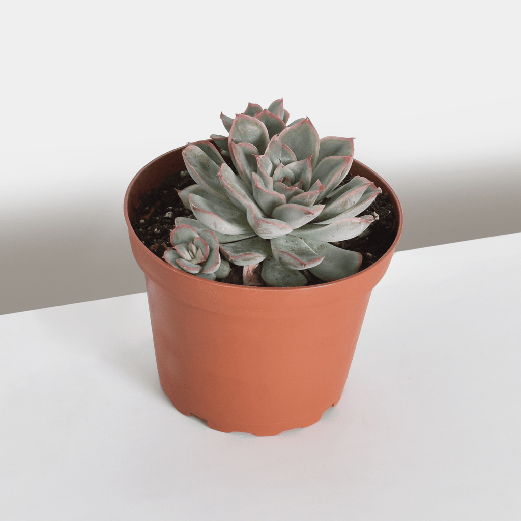 Echeveria ‘Mystery’ Pink Edge Succulent - Cheeky Garden