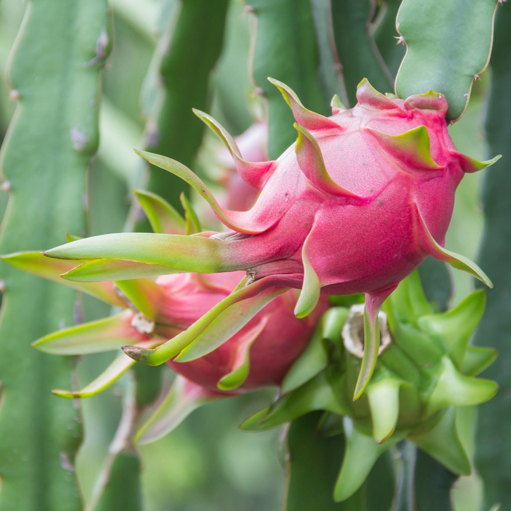 Edgar's Baby Dragon Fruit - Cheeky Garden