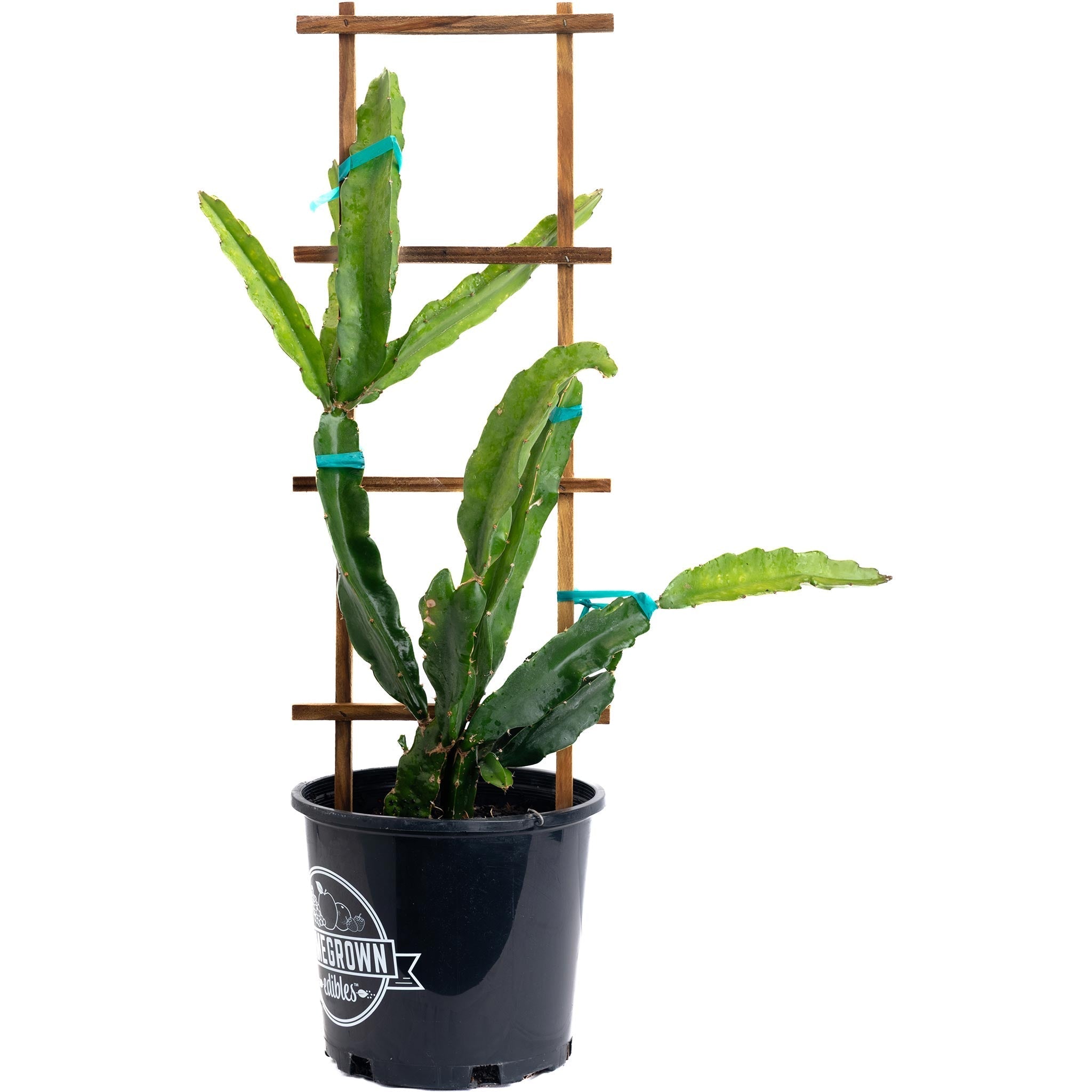 Edgar's Baby Dragon Fruit - Cheeky Garden