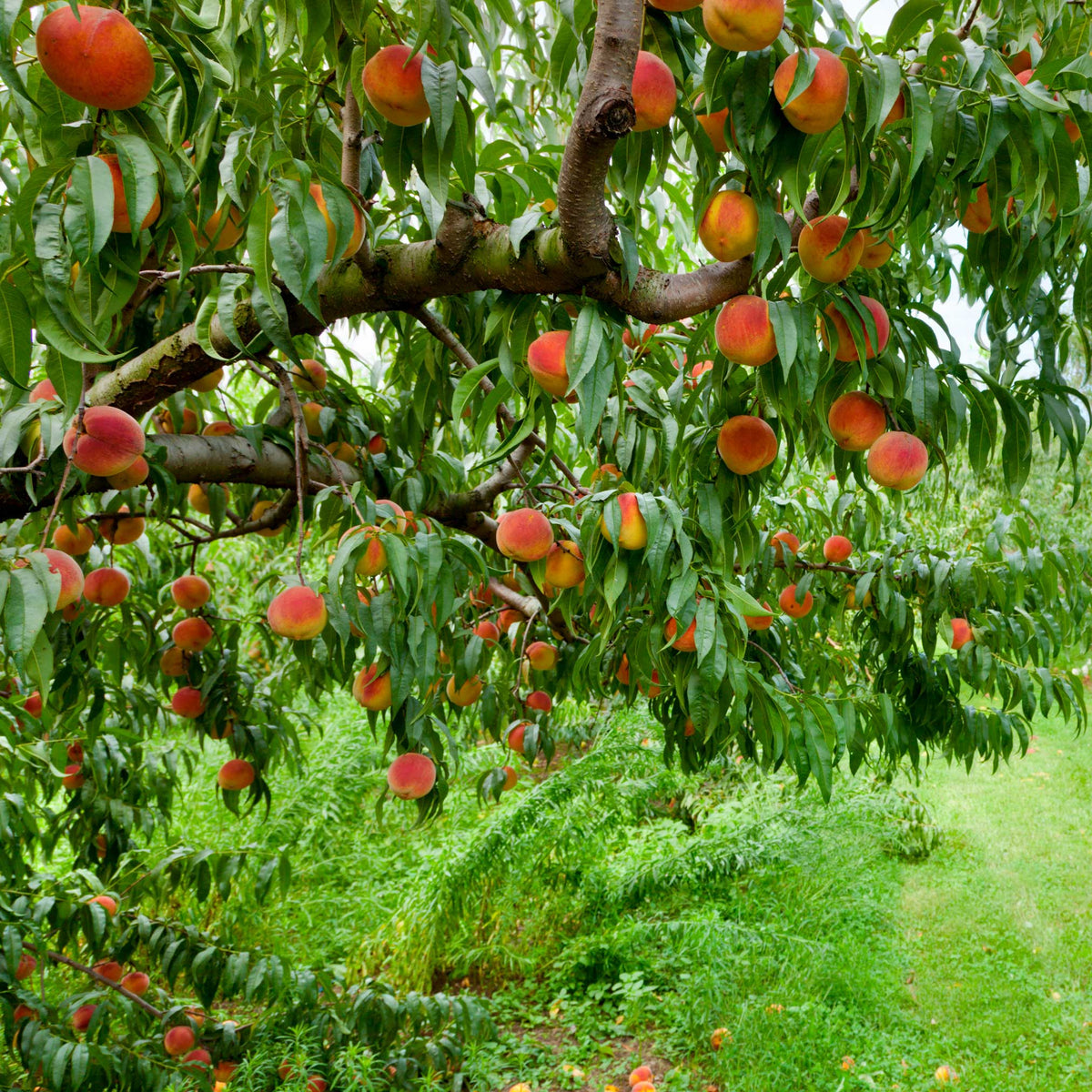 Elberta Peach Tree - Cheeky Garden