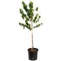 Elberta Peach Tree - Cheeky Garden