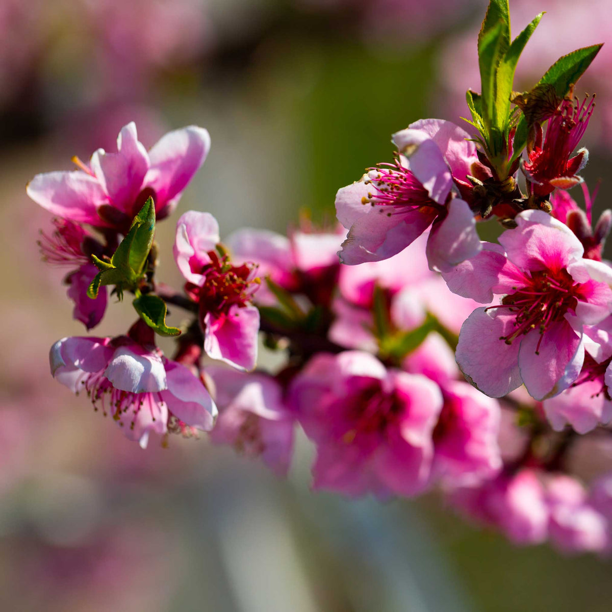 Elberta Peach Tree - Cheeky Garden