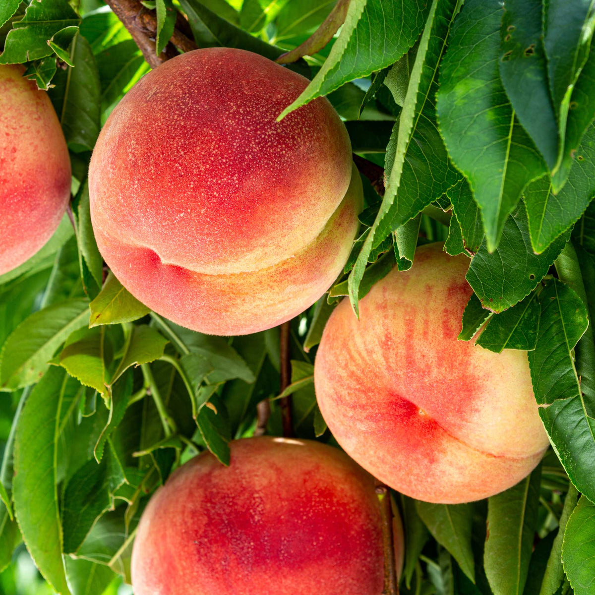 Elberta Peach Tree - Cheeky Garden