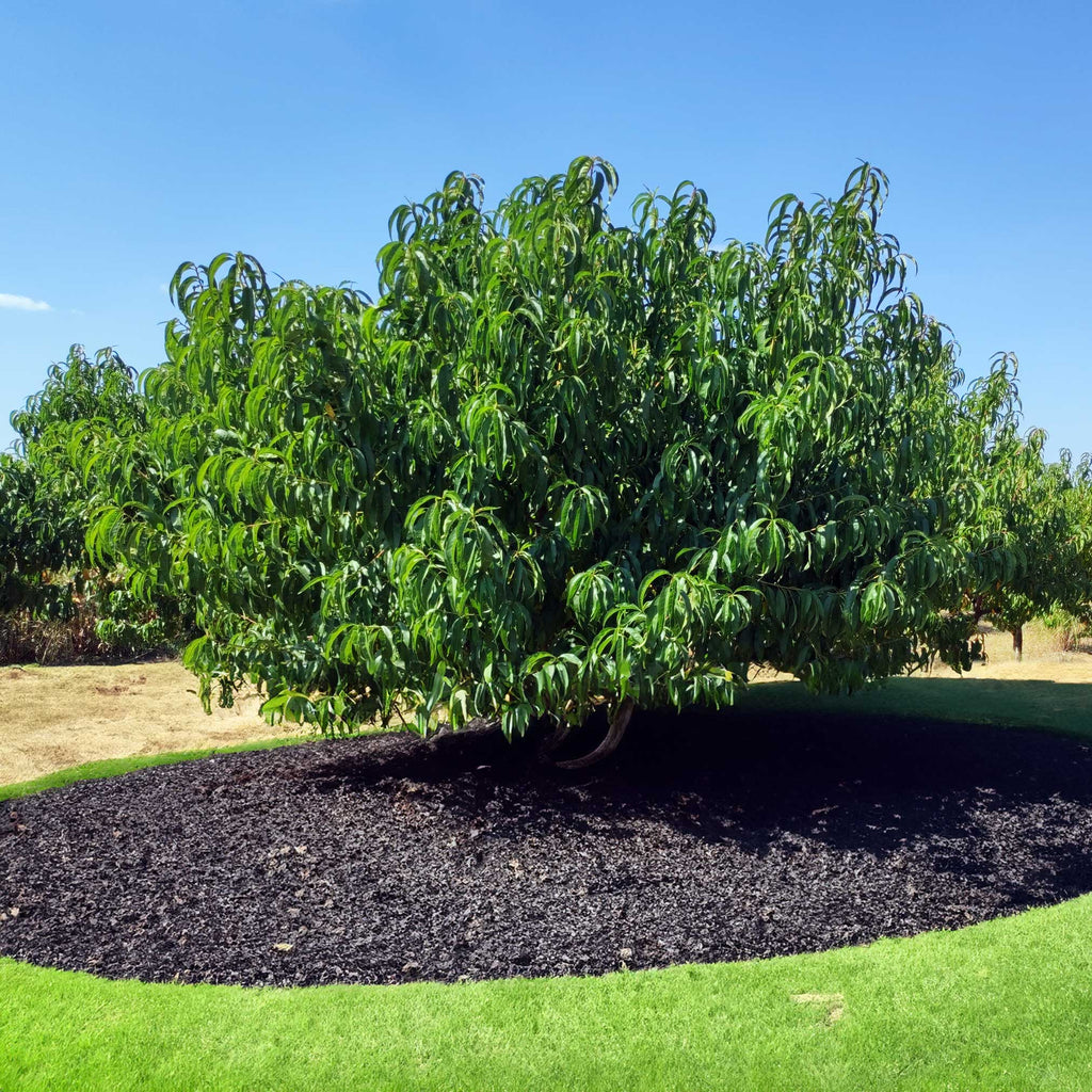 Elberta Peach Tree - Cheeky Garden