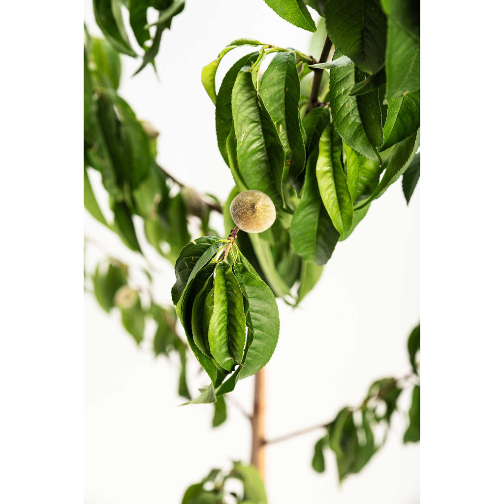 Elberta Peach Tree - Cheeky Garden