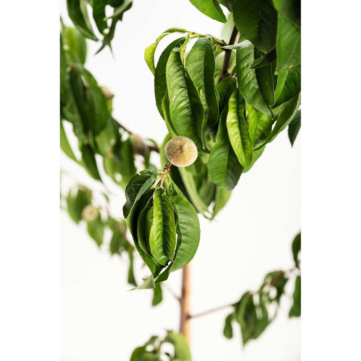 Elberta Peach Tree - Cheeky Garden