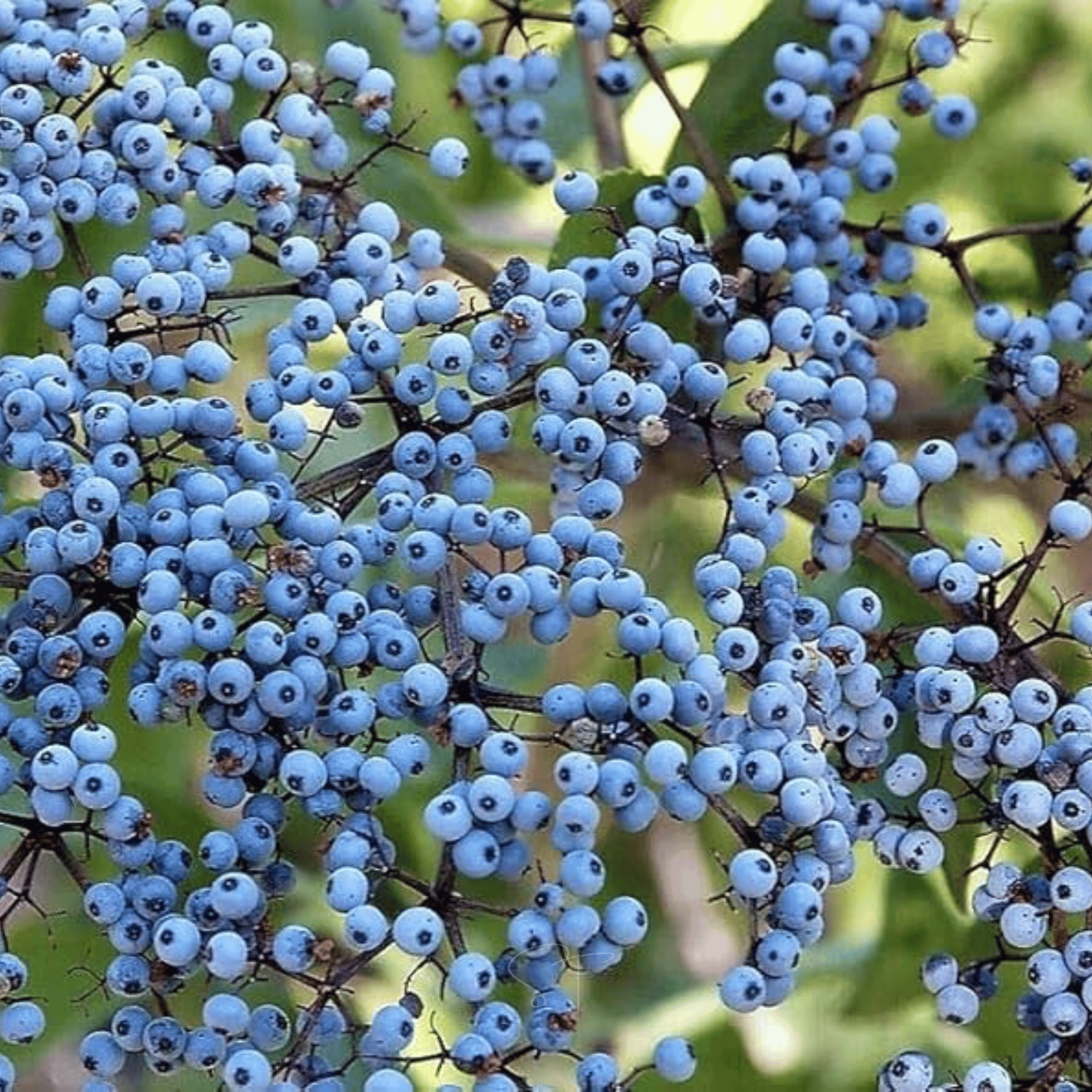 Elderberry Seed Collection (American Black • Red • Blue) - Cheeky Garden