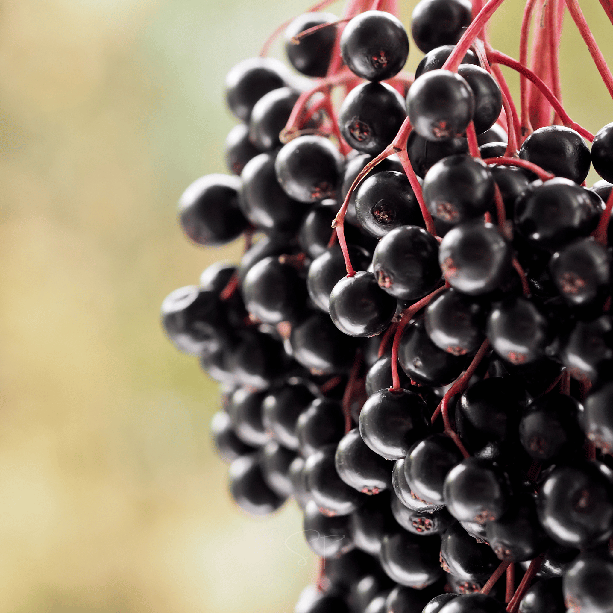 Elderberry Seed Collection (American Black • Red • Blue) - Cheeky Garden