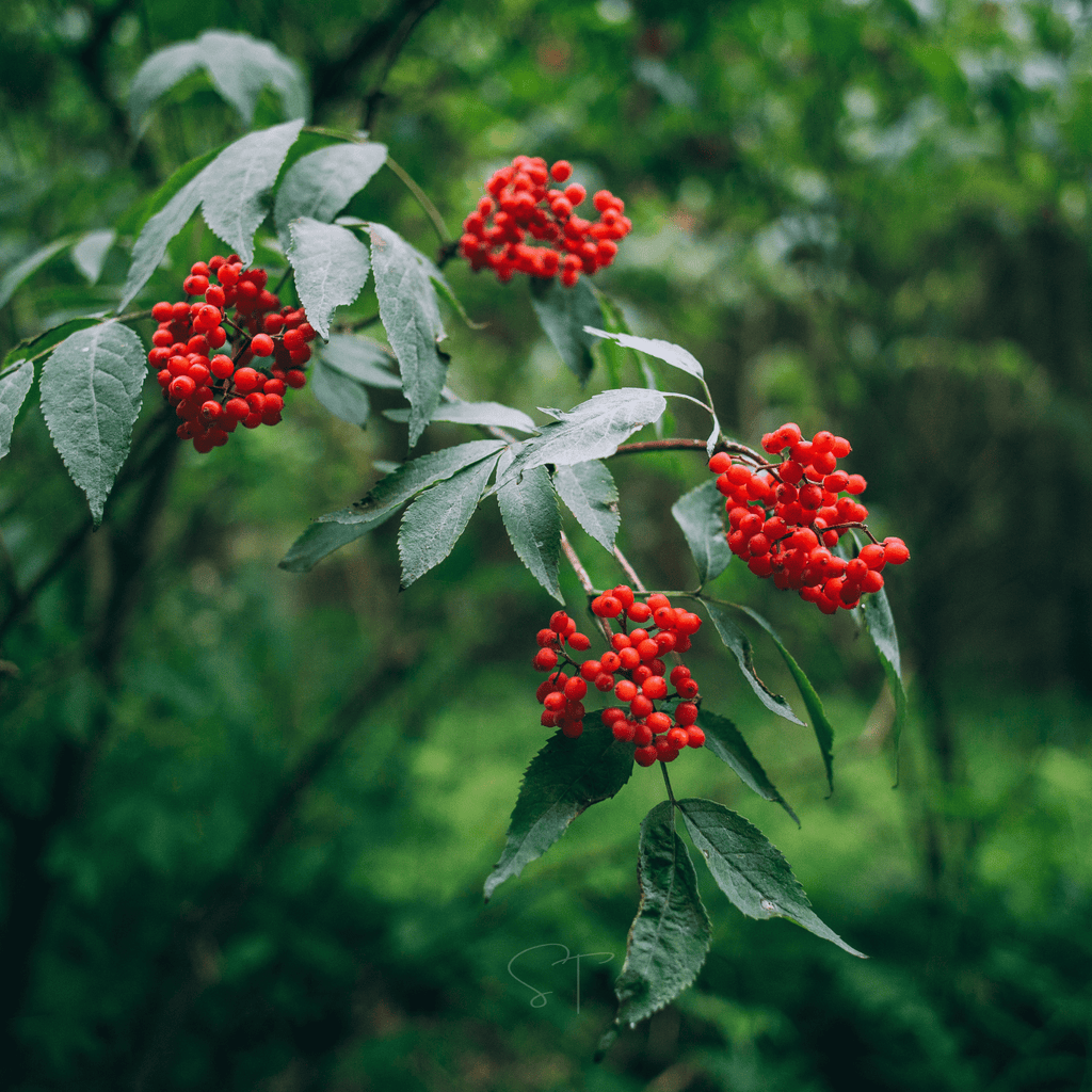 Elderberry Seed Collection (American Black • Red • Blue) - Cheeky Garden
