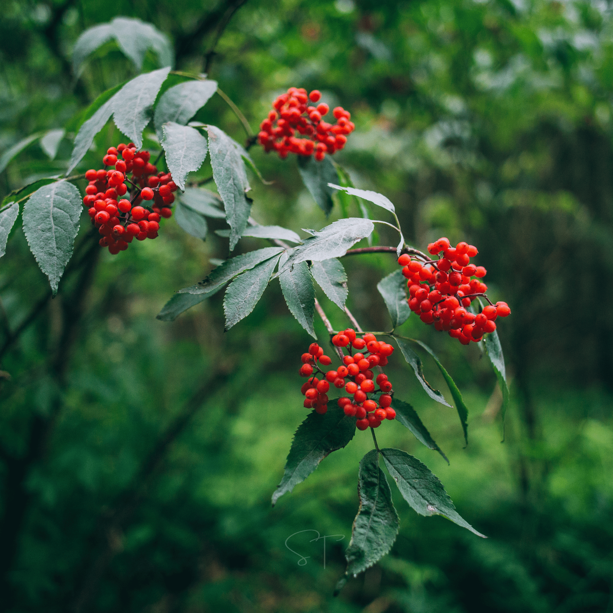 Elderberry Seed Collection (American Black • Red • Blue) - Cheeky Garden