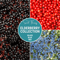 Elderberry Seed Collection (American Black • Red • Blue) - Cheeky Garden