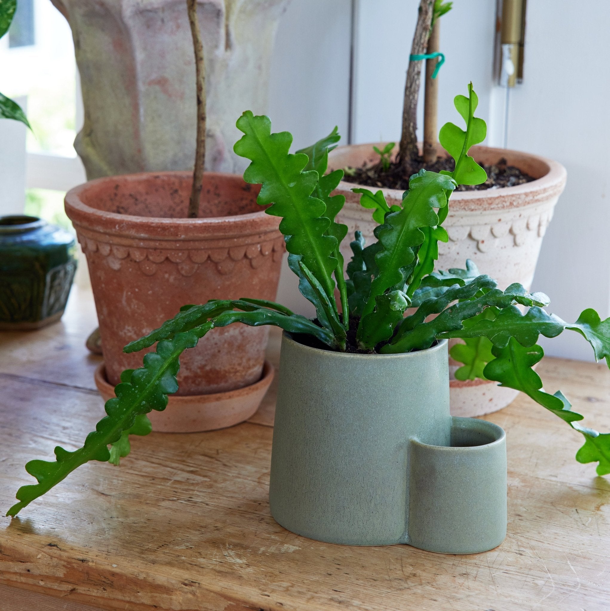 Ember Earth Candle + Planter - Cheeky Garden