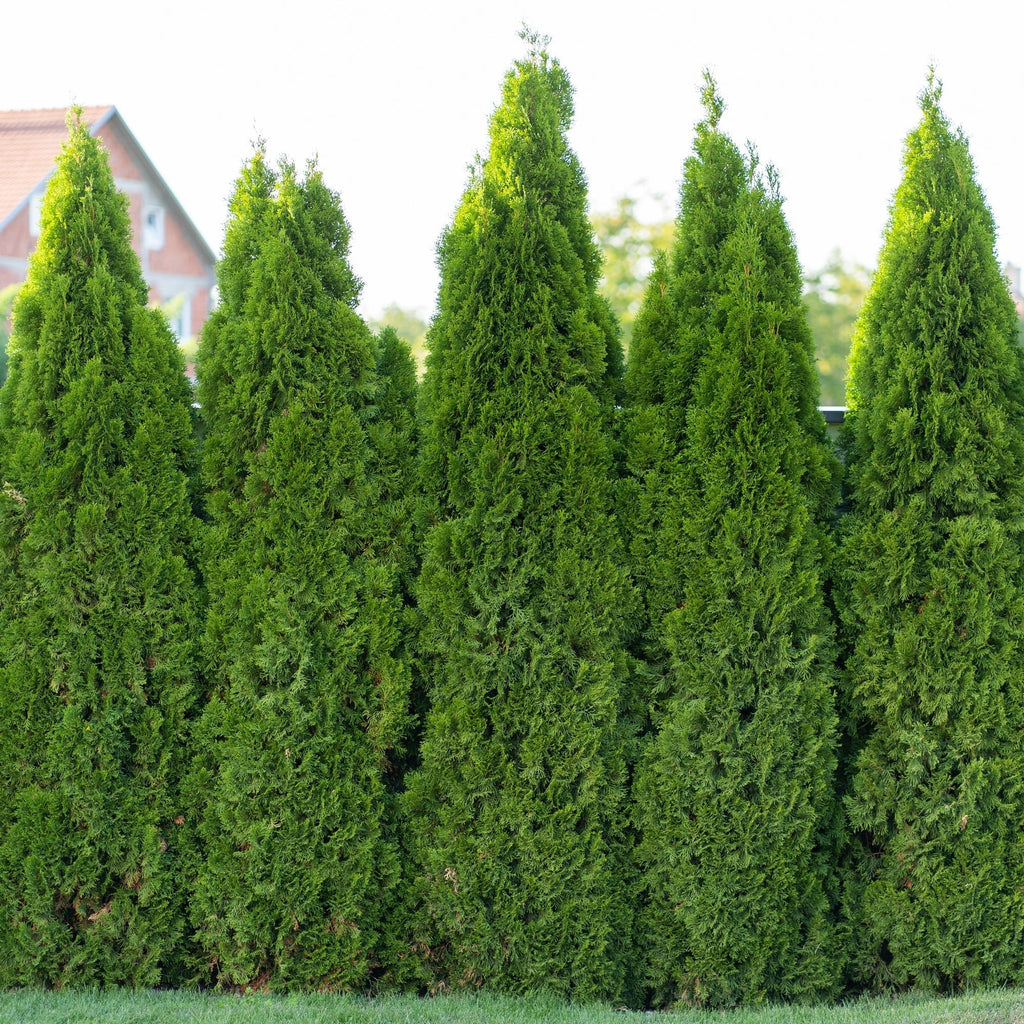Emerald Green Arborvitae - Cheeky Garden