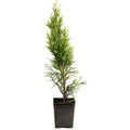 Emerald Green Arborvitae - Cheeky Garden