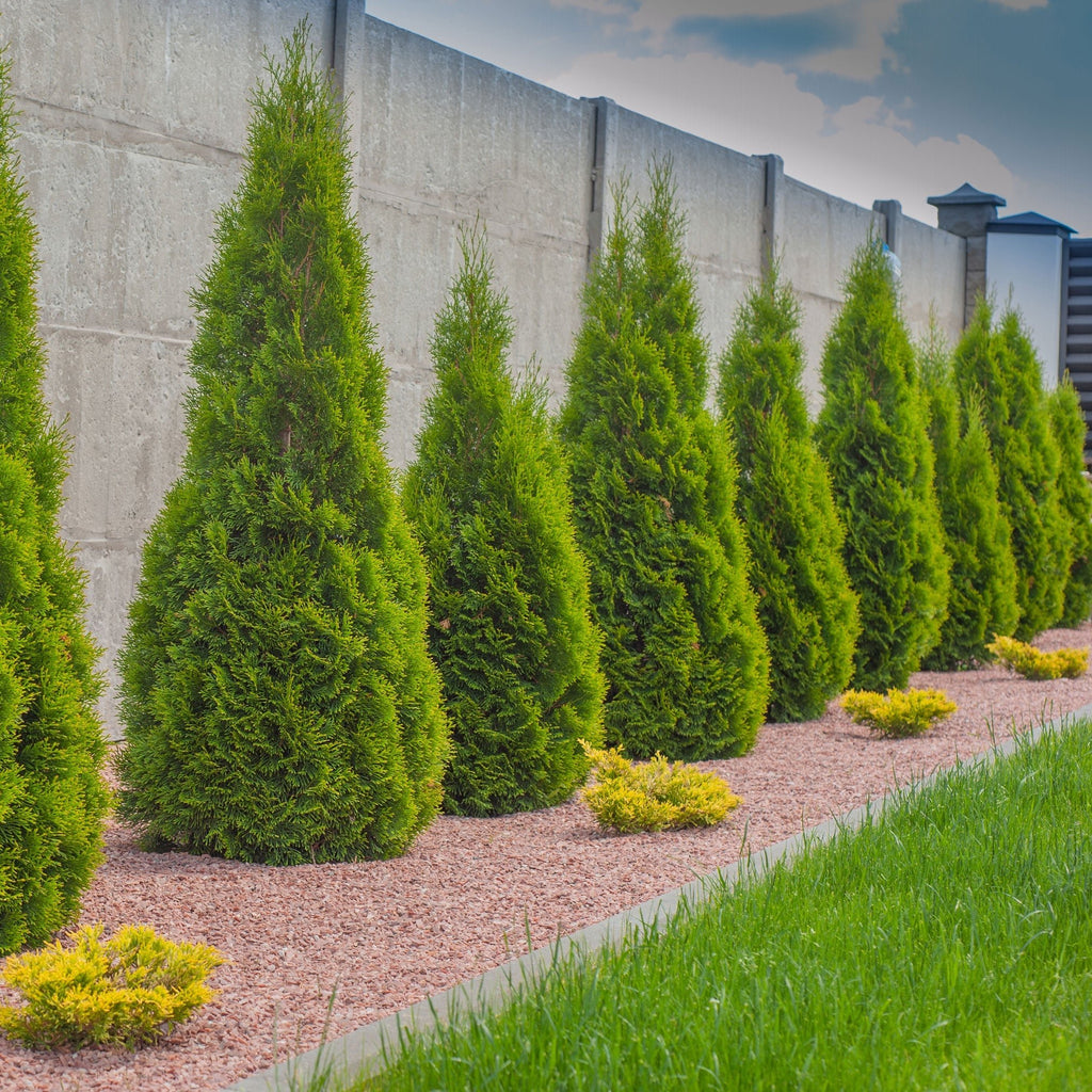 Emerald Green Arborvitae - Cheeky Garden
