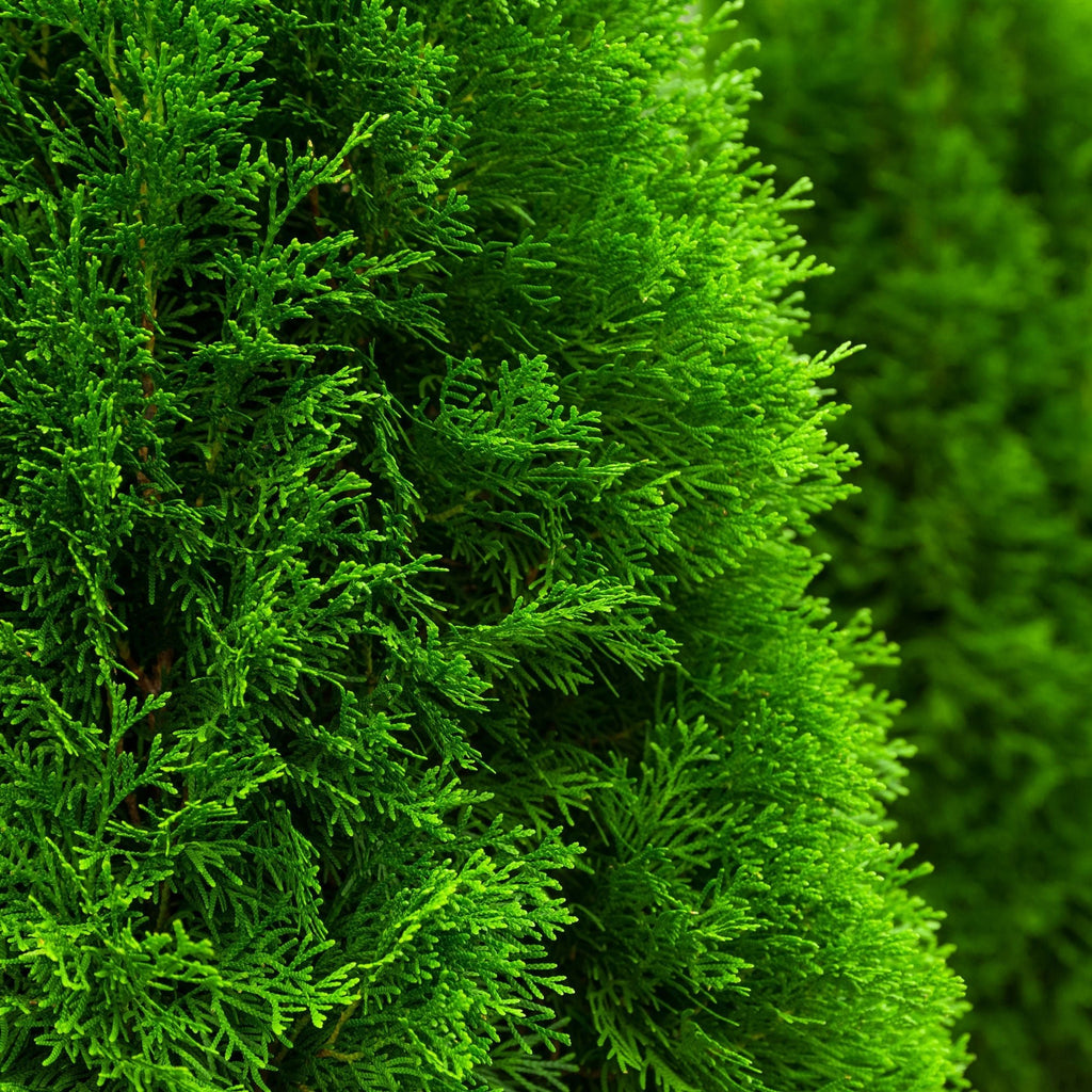 Emerald Green Arborvitae - Cheeky Garden