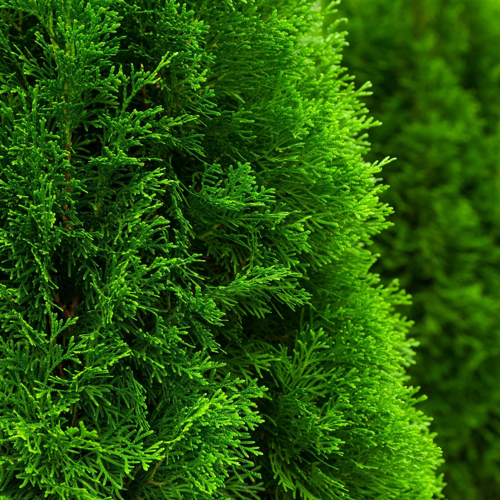 Emerald Green Arborvitae - Cheeky Garden