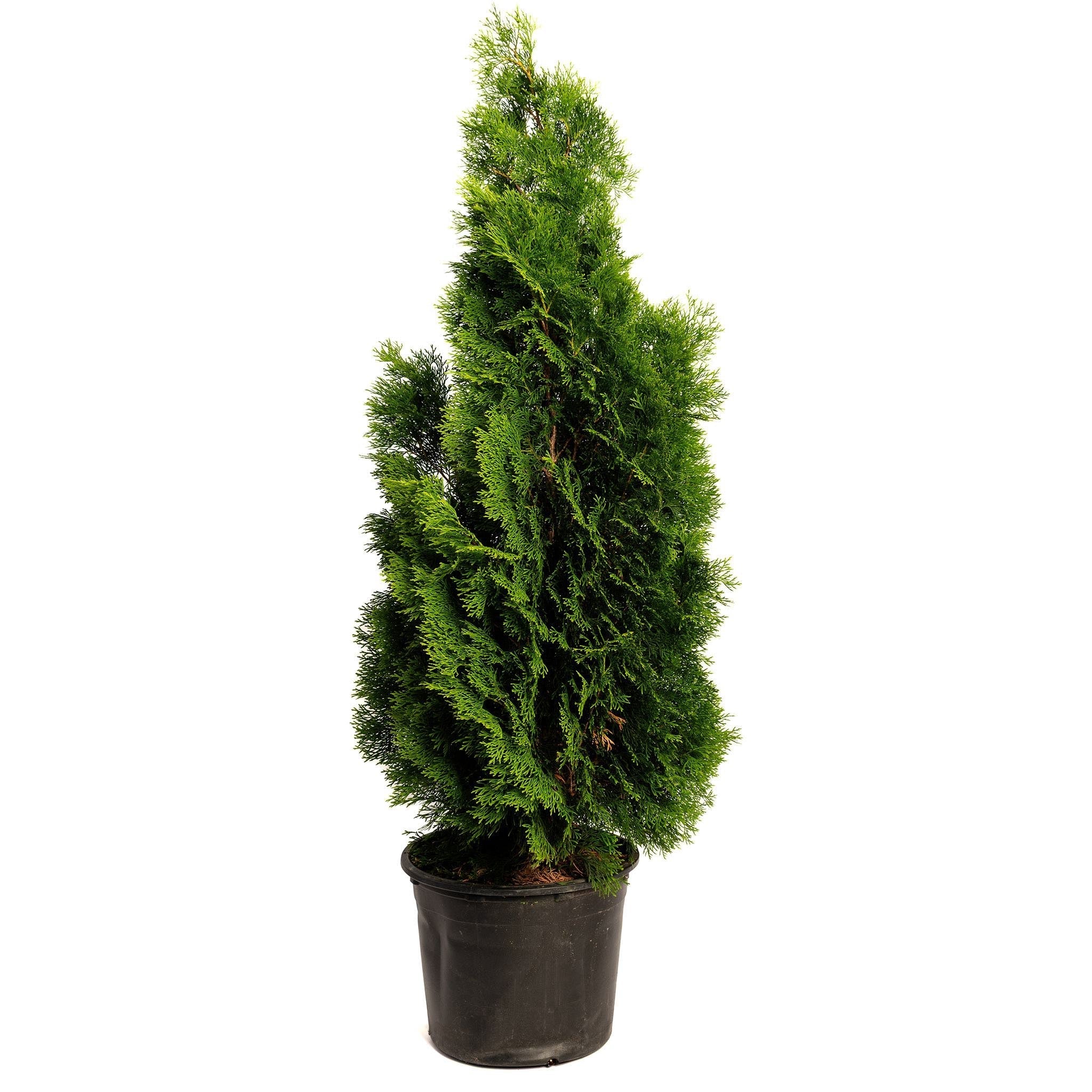 Emerald Green Arborvitae - Cheeky Garden