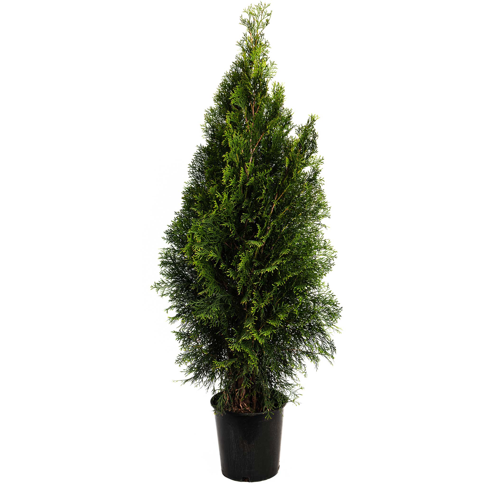 Emerald Green Arborvitae - Cheeky Garden
